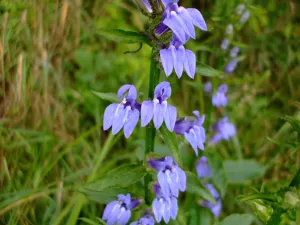 Great Blue Lobelia Lobelia siphilitica 100 Seeds  USA Company