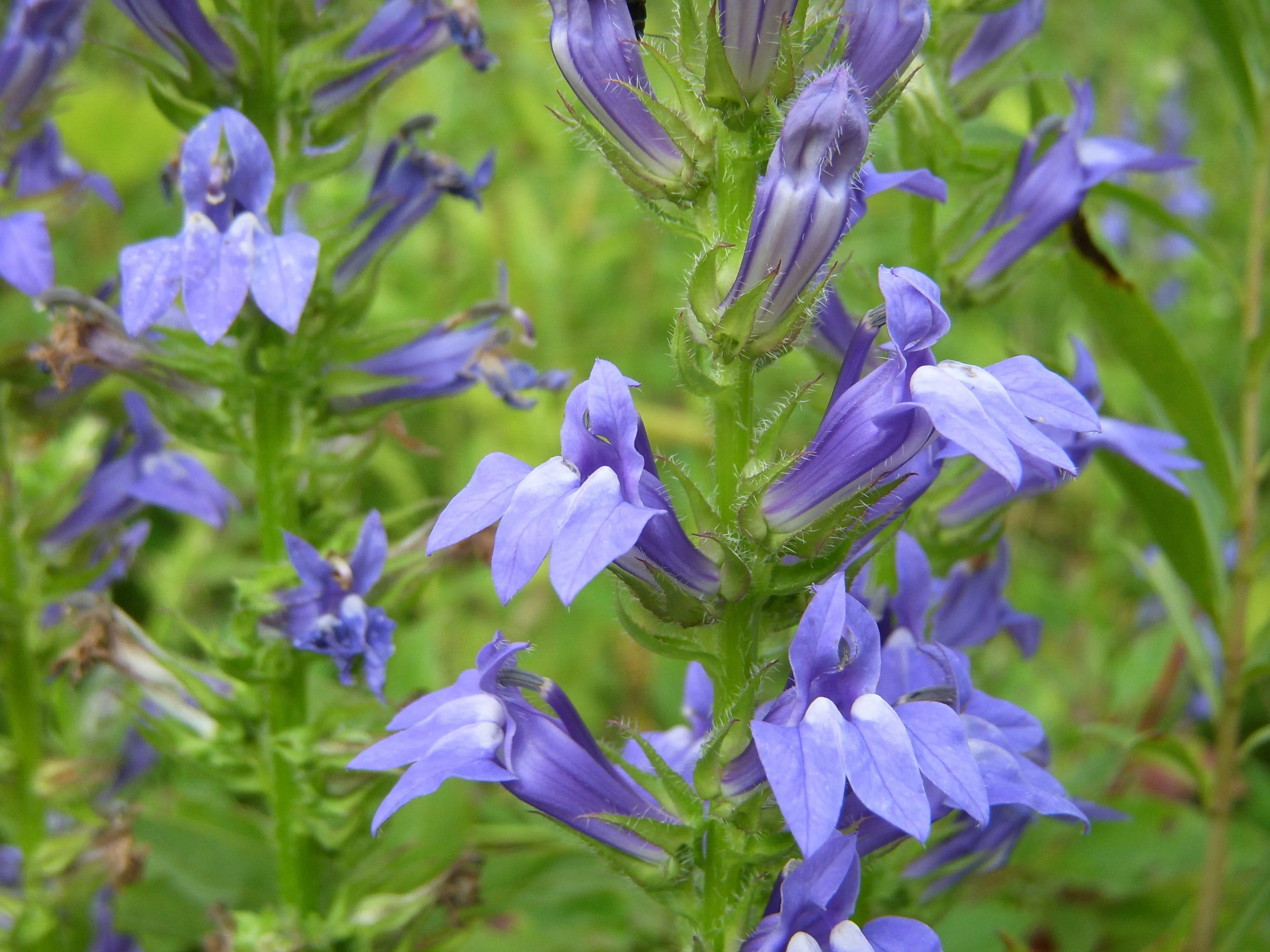 Great Blue Lobelia Lobelia siphilitica 100 Seeds  USA Company