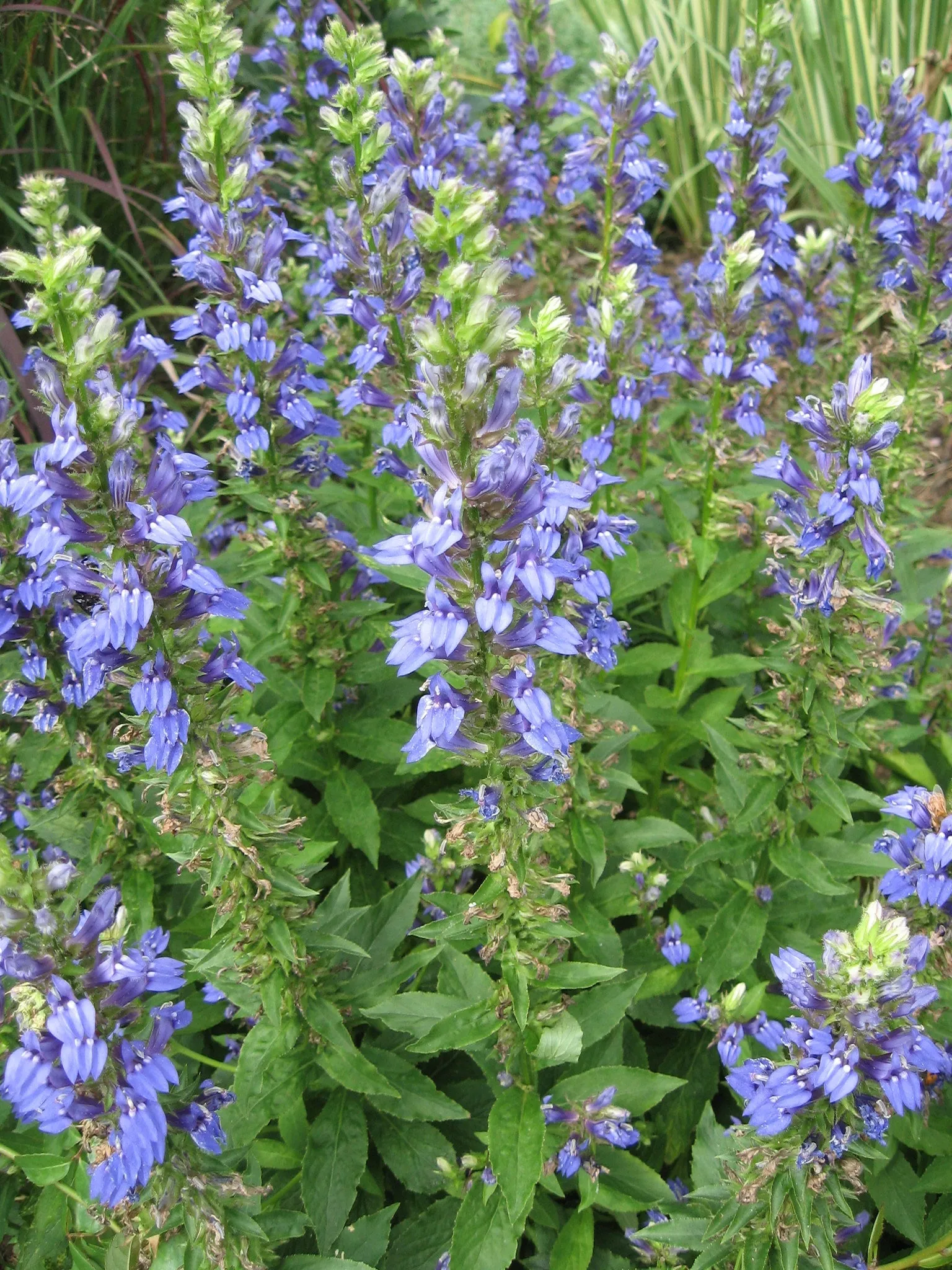 Great Blue Lobelia Lobelia siphilitica 100 Seeds  USA Company