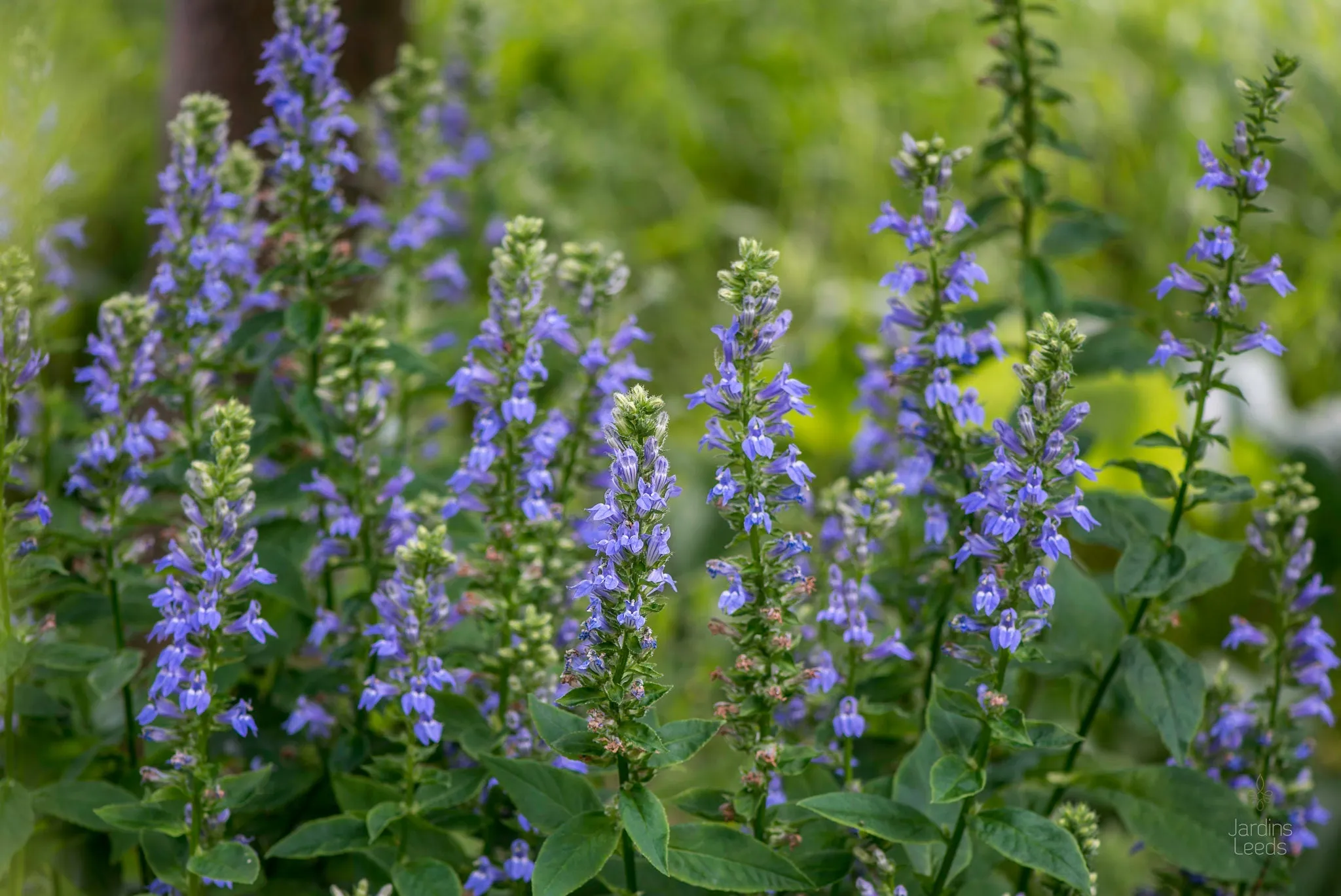 Great Blue Lobelia Lobelia siphilitica 100 Seeds  USA Company