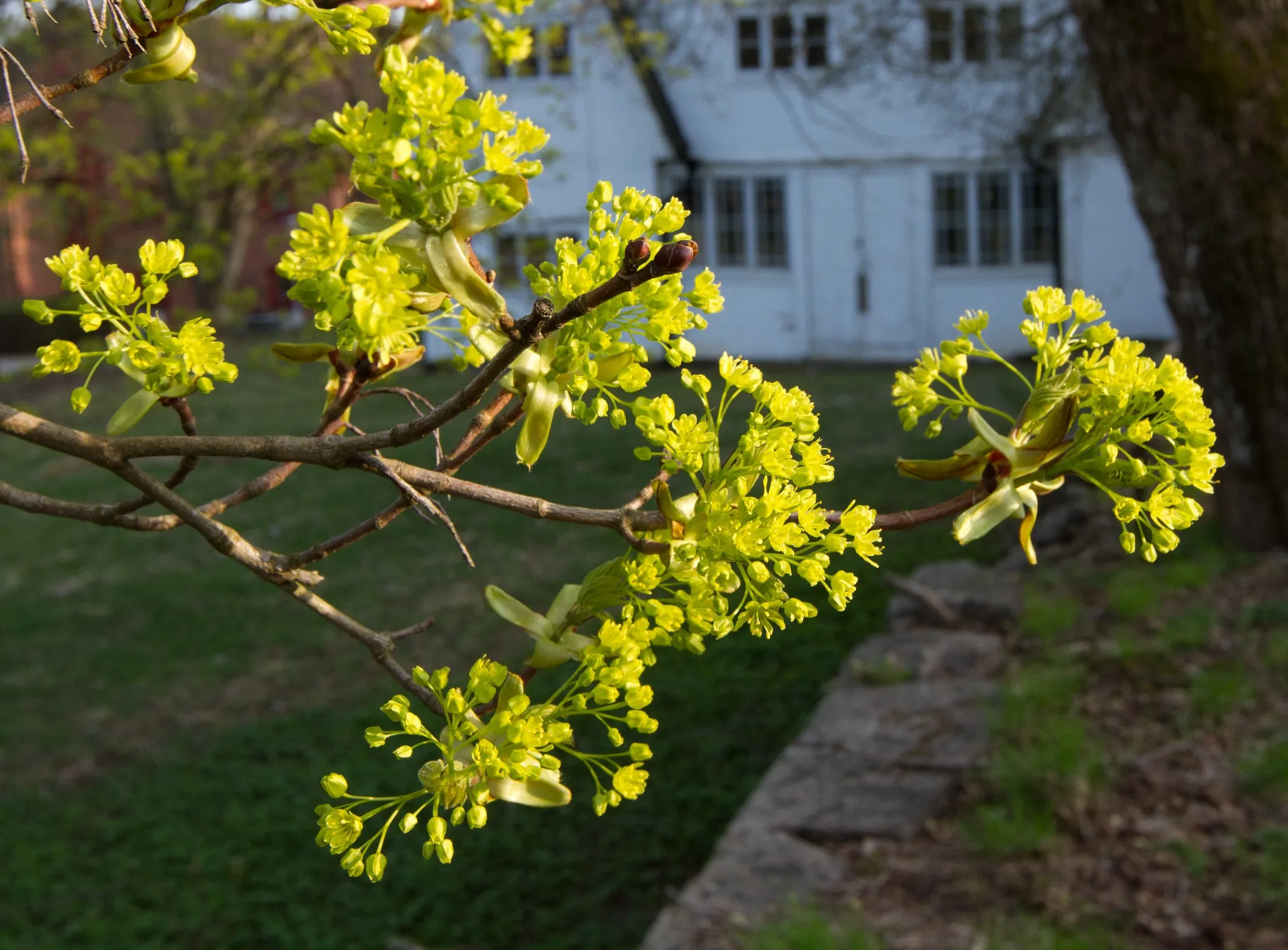 Norway Maple Acer platanoides 10 Seeds   USA Company