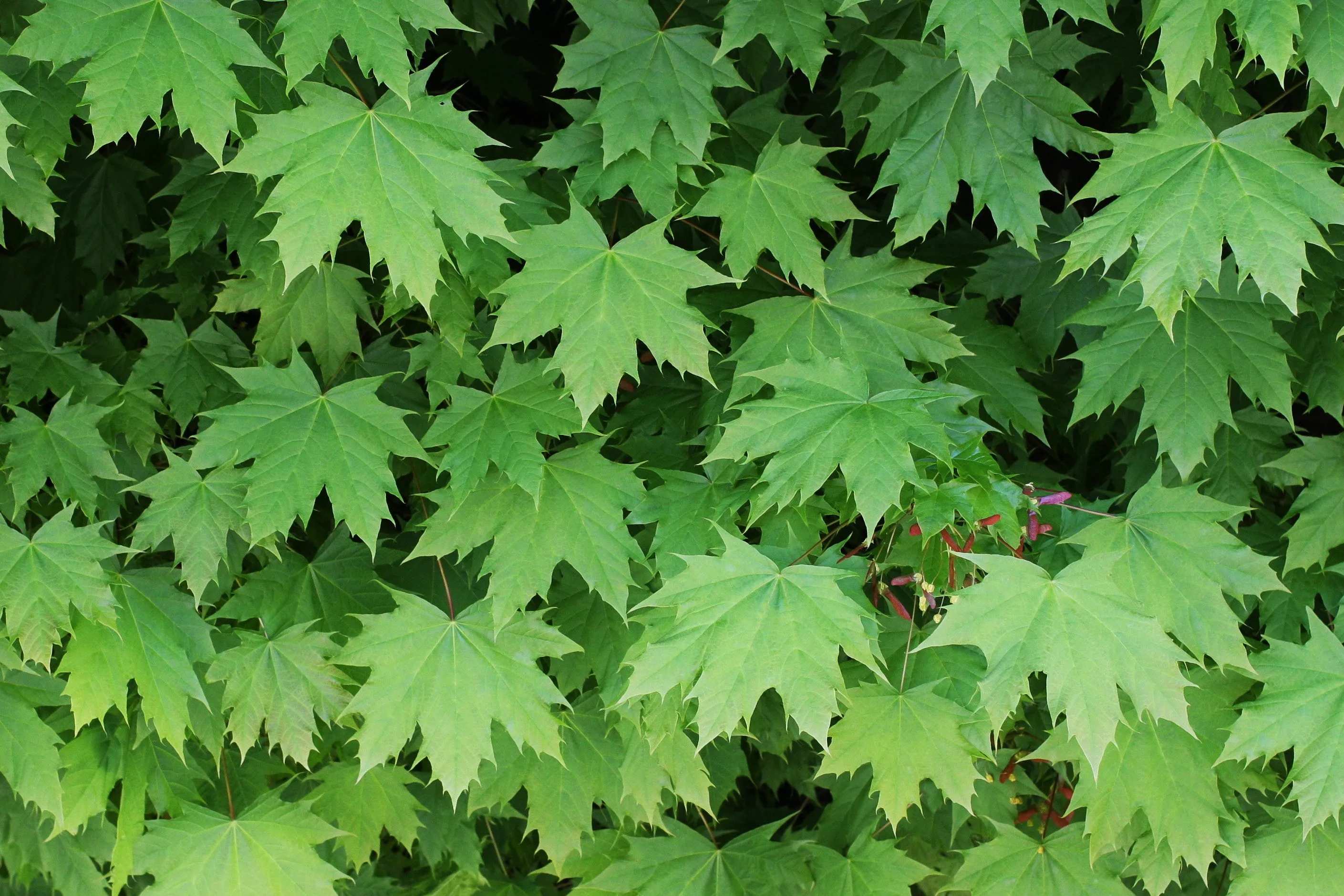 Norway Maple Acer platanoides 10 Seeds   USA Company