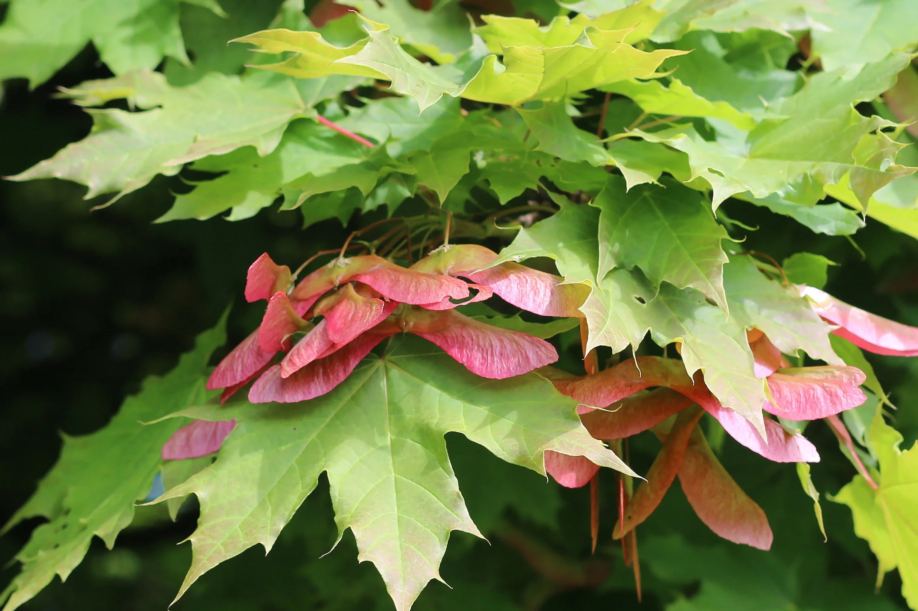 Norway Maple Acer platanoides 10 Seeds   USA Company