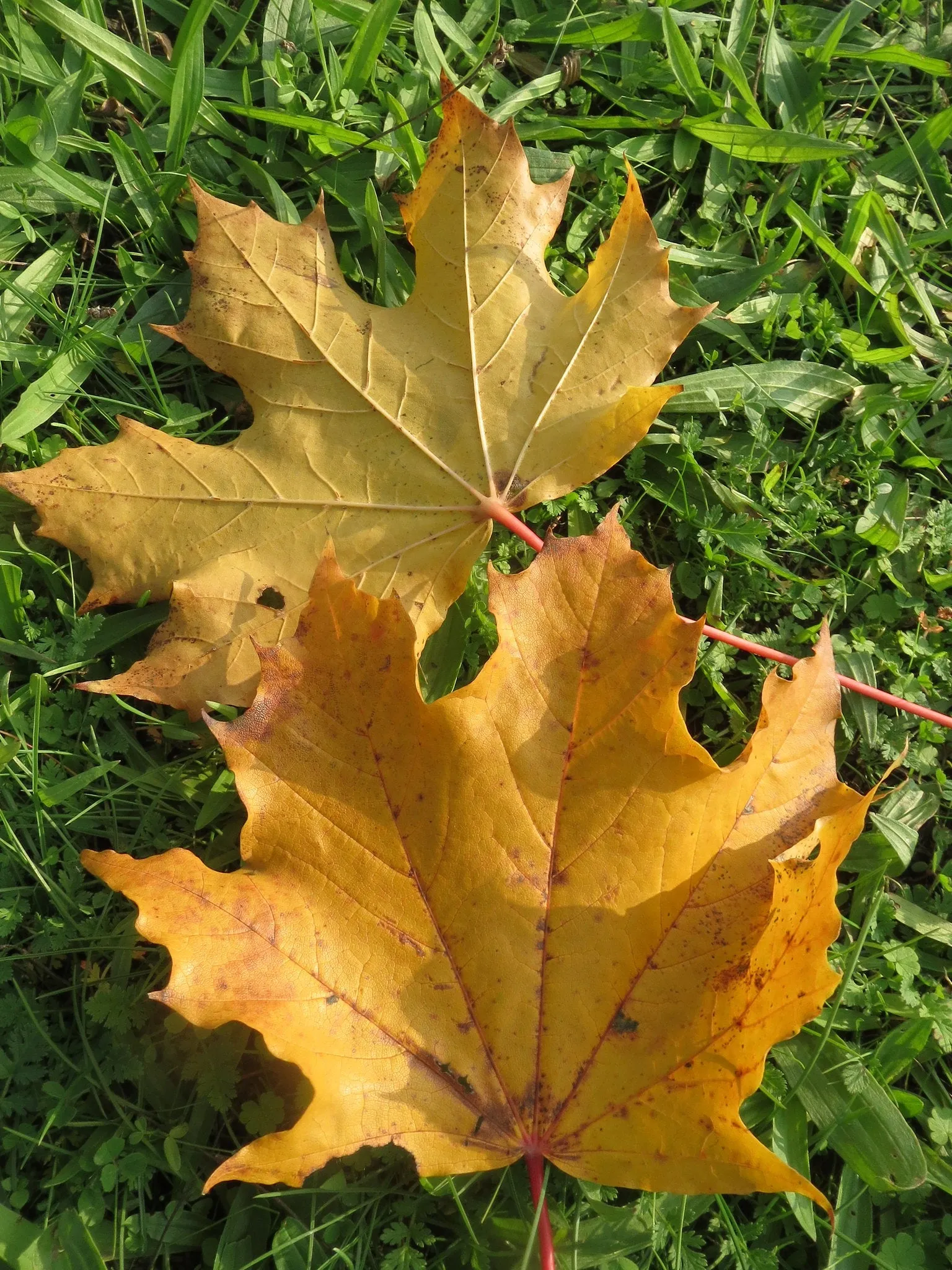 Norway Maple Acer platanoides 10 Seeds   USA Company