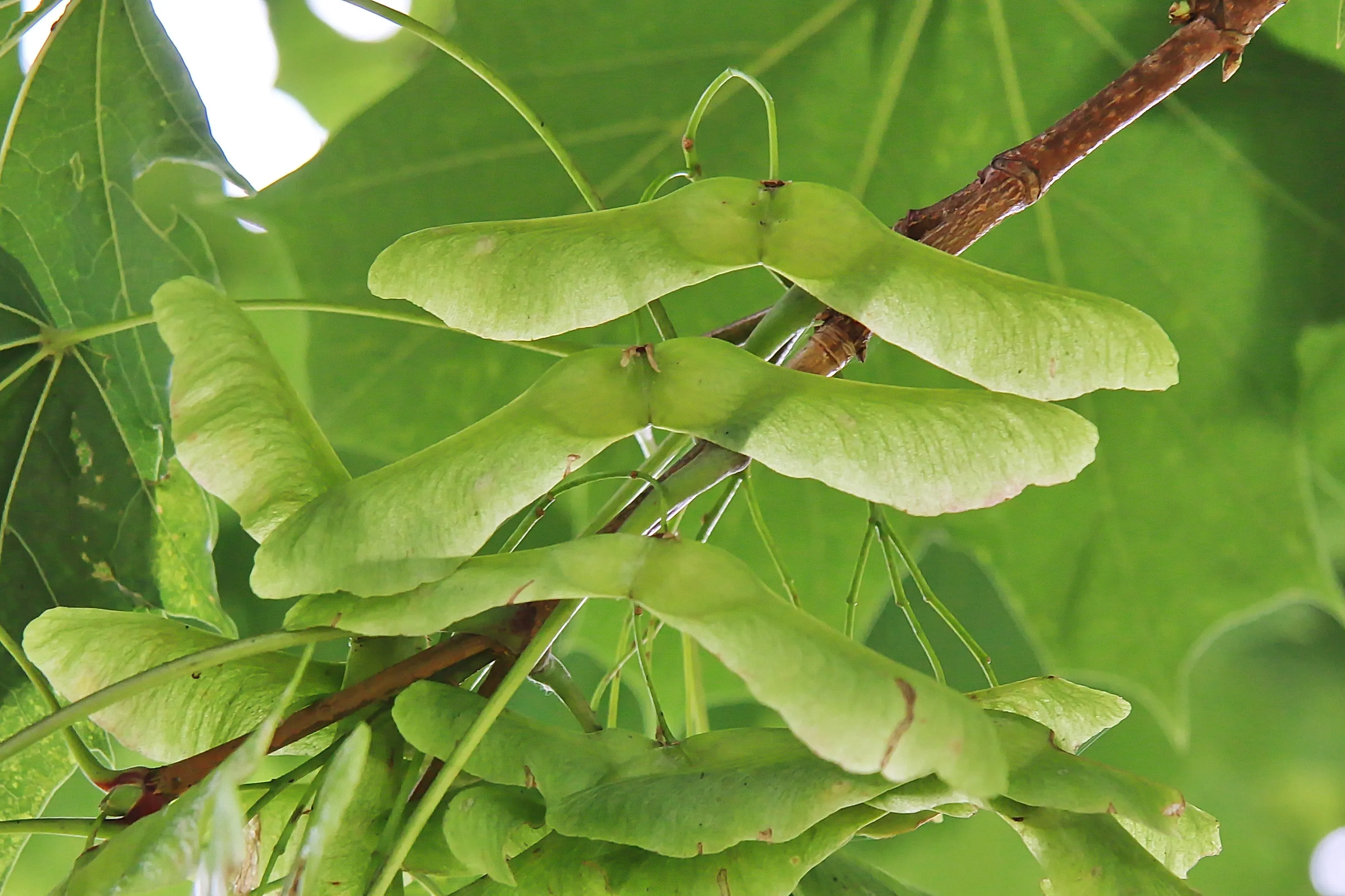 Norway Maple Acer platanoides 10 Seeds   USA Company