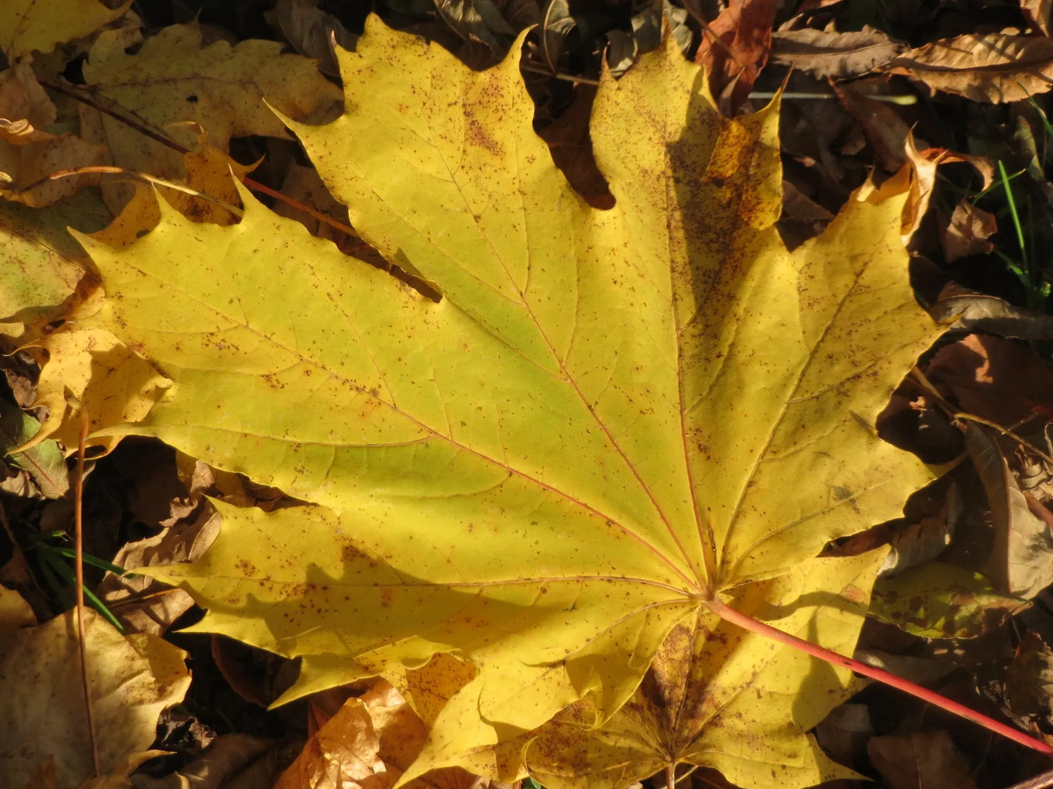 Norway Maple Acer platanoides 10 Seeds   USA Company