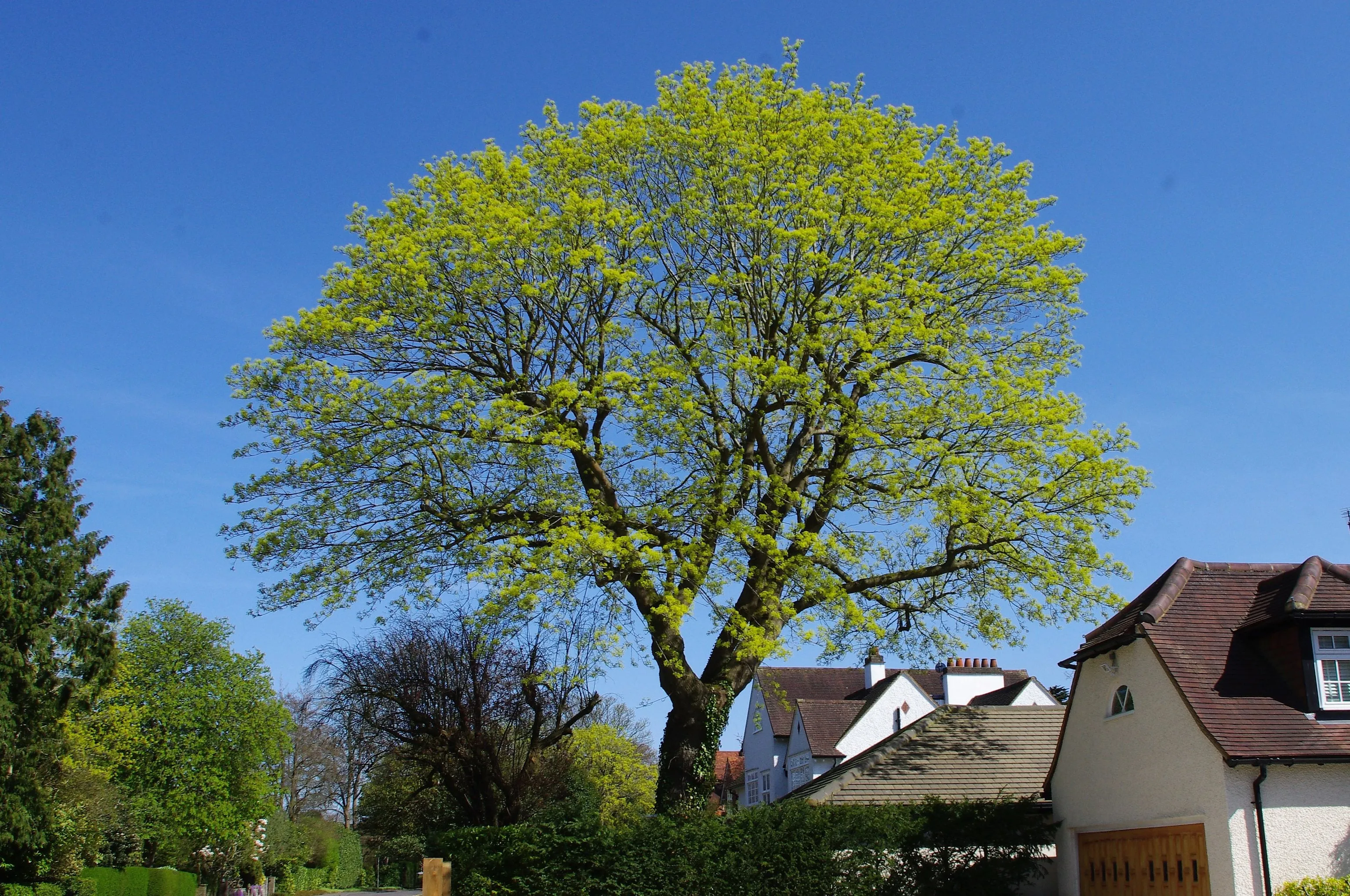 Norway Maple Acer platanoides 10 Seeds   USA Company