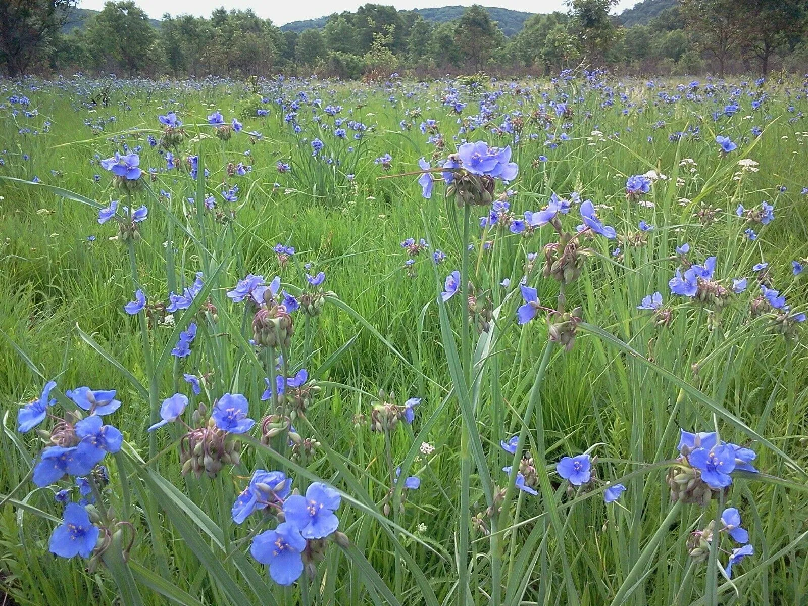 Ohio Spiderwort  1 Oz  8000 Seeds  Tradescantia ohiensis