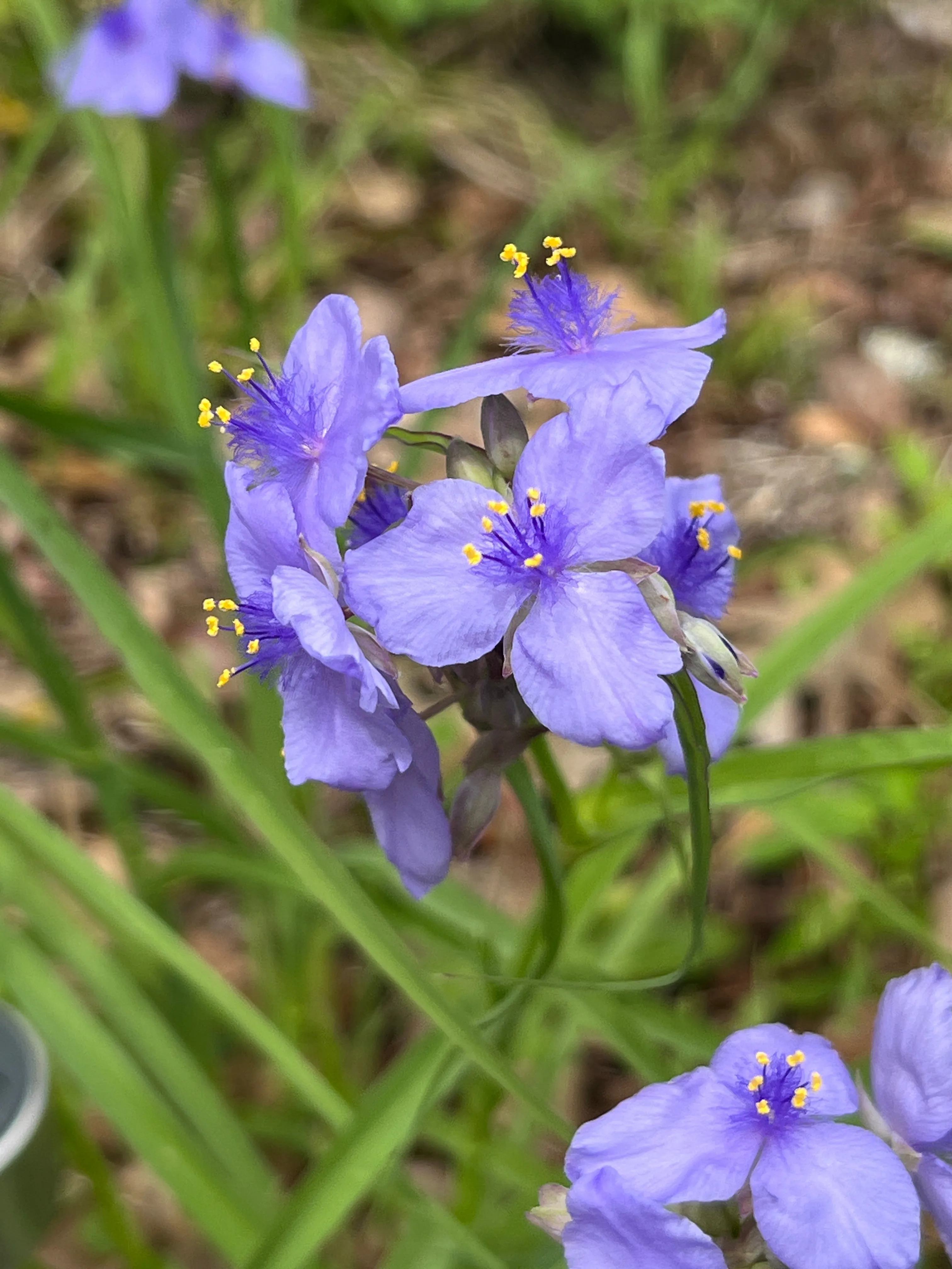 Ohio Spiderwort  1 Oz  8000 Seeds  Tradescantia ohiensis