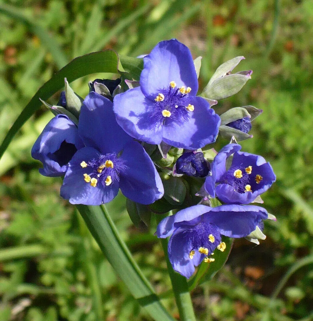 Ohio Spiderwort  1 Oz  8000 Seeds  Tradescantia ohiensis