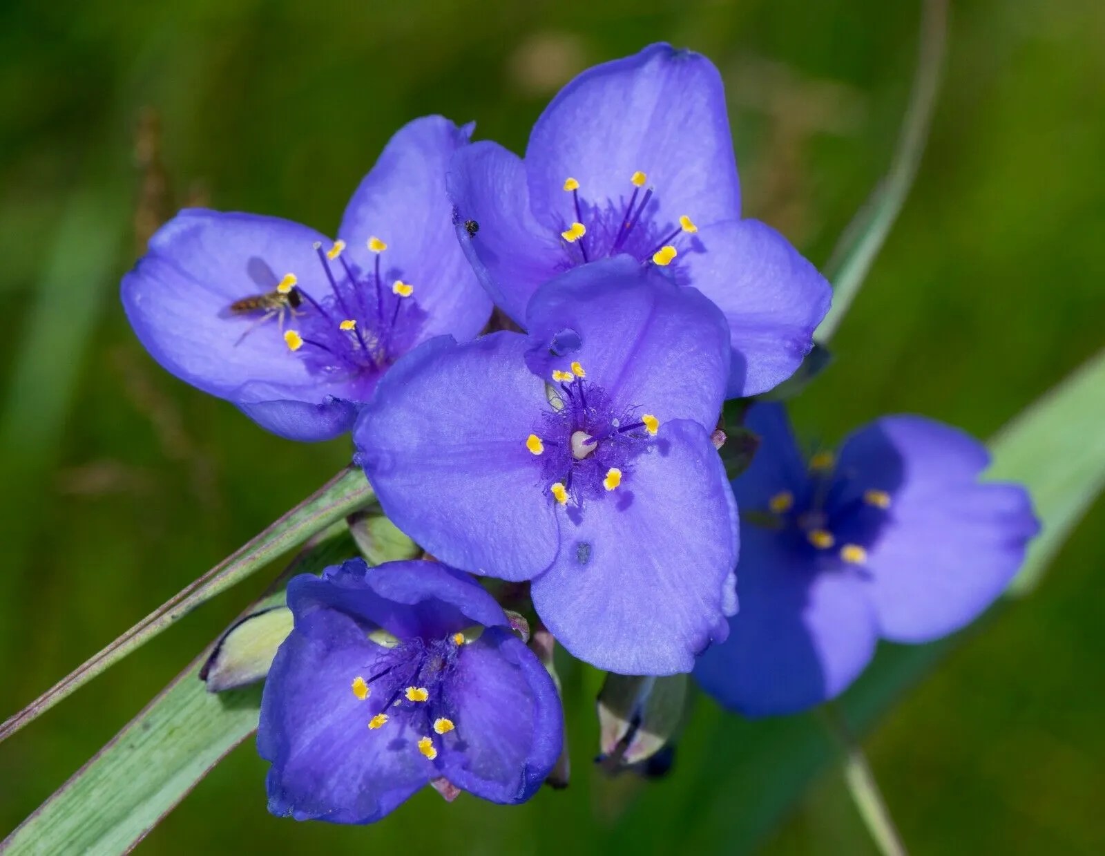 Ohio Spiderwort  1 Oz  8000 Seeds  Tradescantia ohiensis