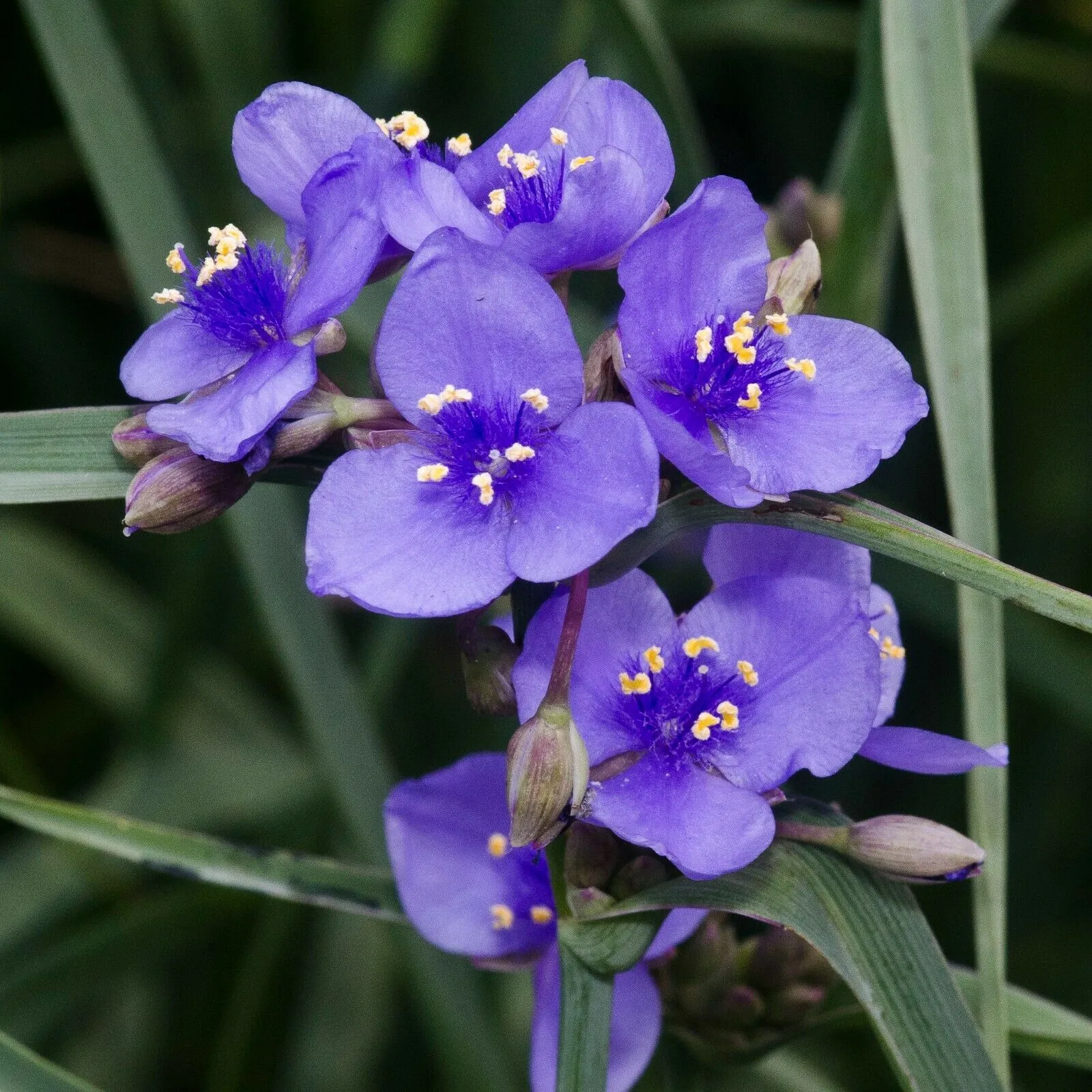 Ohio Spiderwort  1 Oz  8000 Seeds  Tradescantia ohiensis