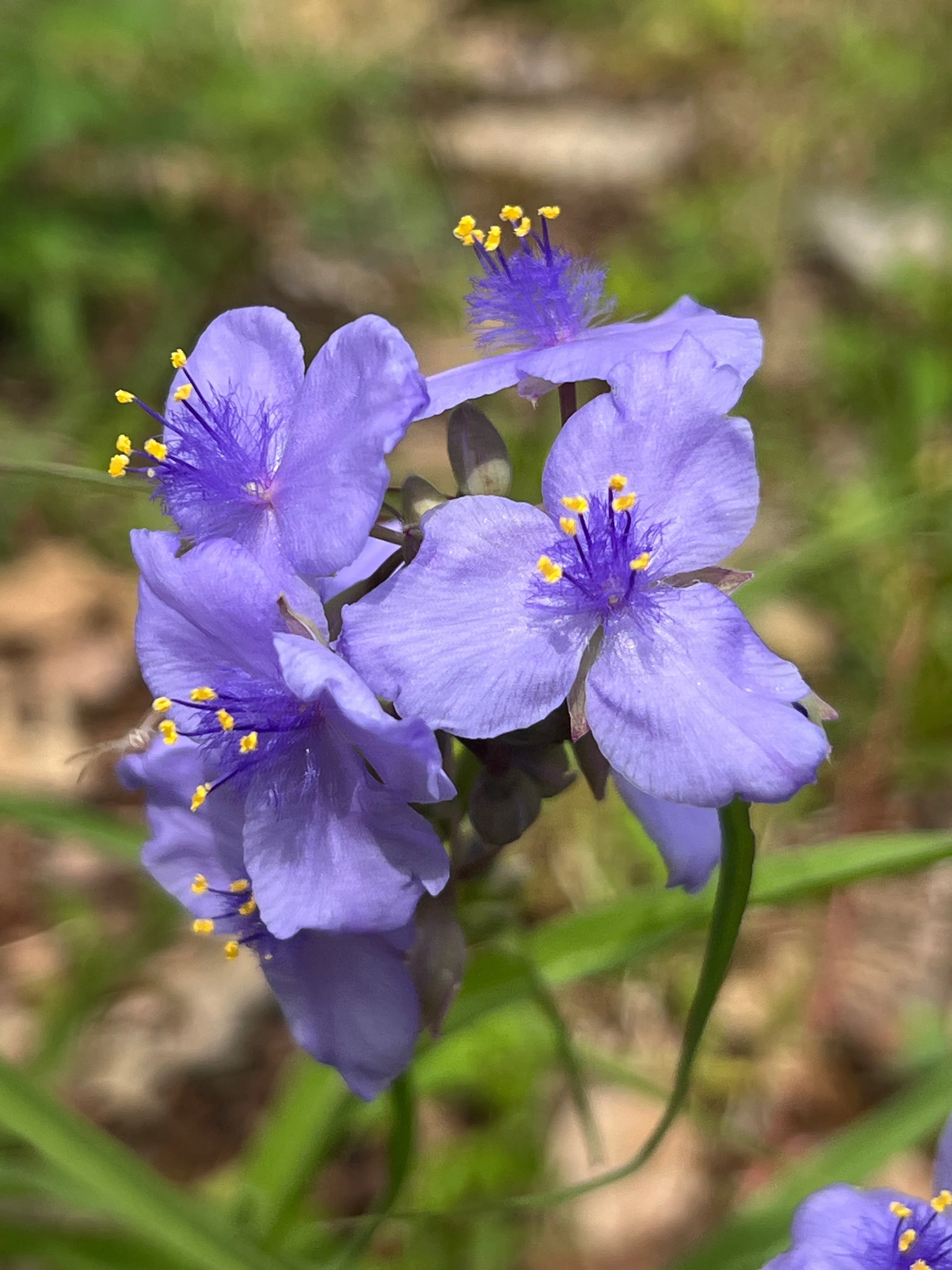 Ohio Spiderwort  1 Oz  8000 Seeds  Tradescantia ohiensis