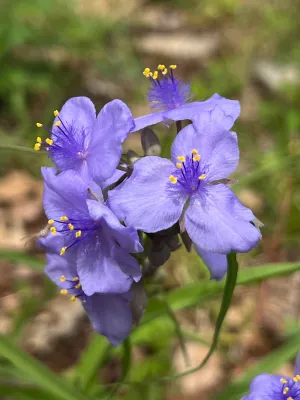 Ohio Spiderwort  1000 Seeds  Tradescantia ohiensis