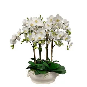 Orchid in Oval Cache Pot 31"