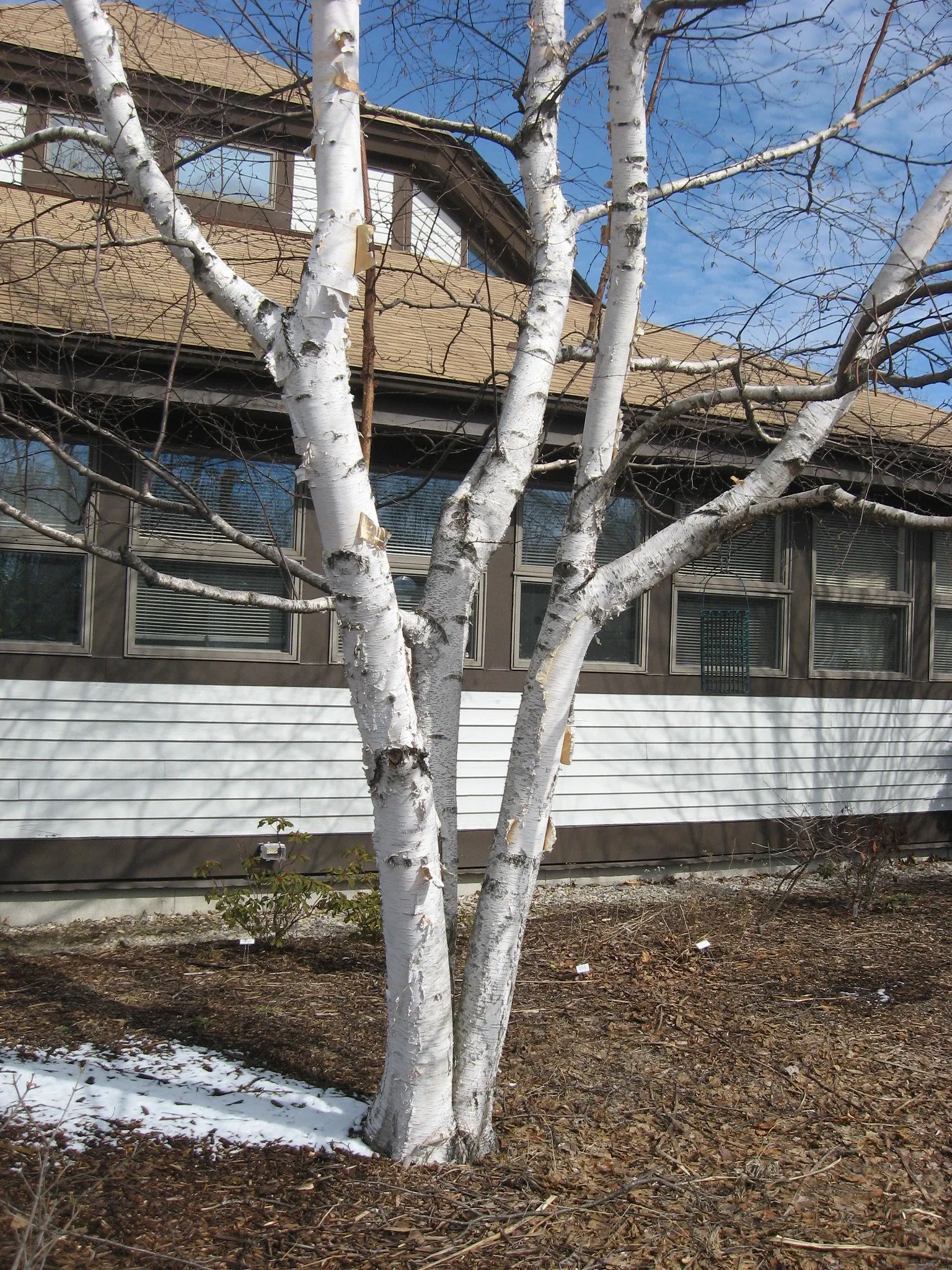 Paper Birch  Betula papyrifera   500 Seeds  USA Company