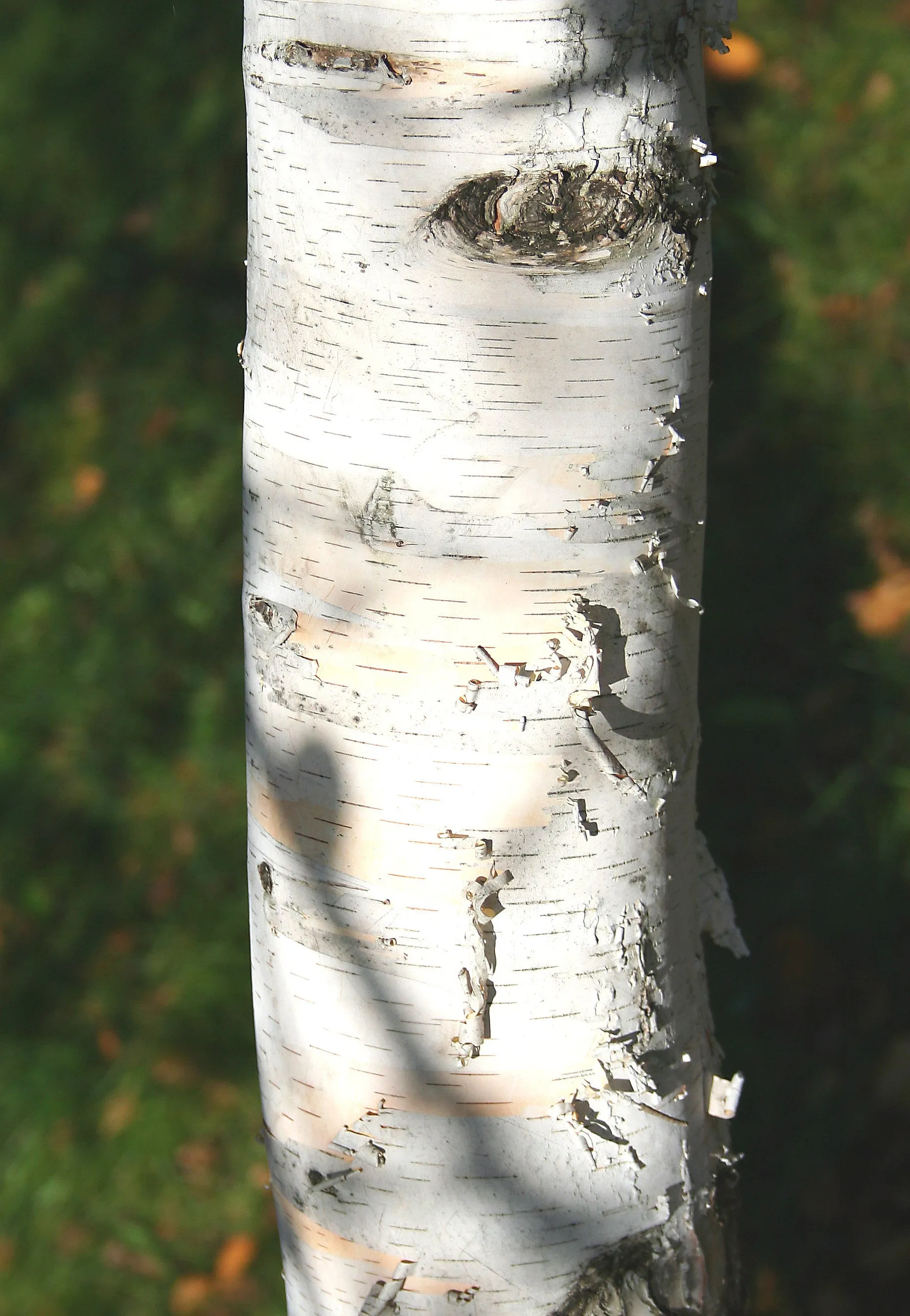 Paper Birch  Betula papyrifera   500 Seeds  USA Company