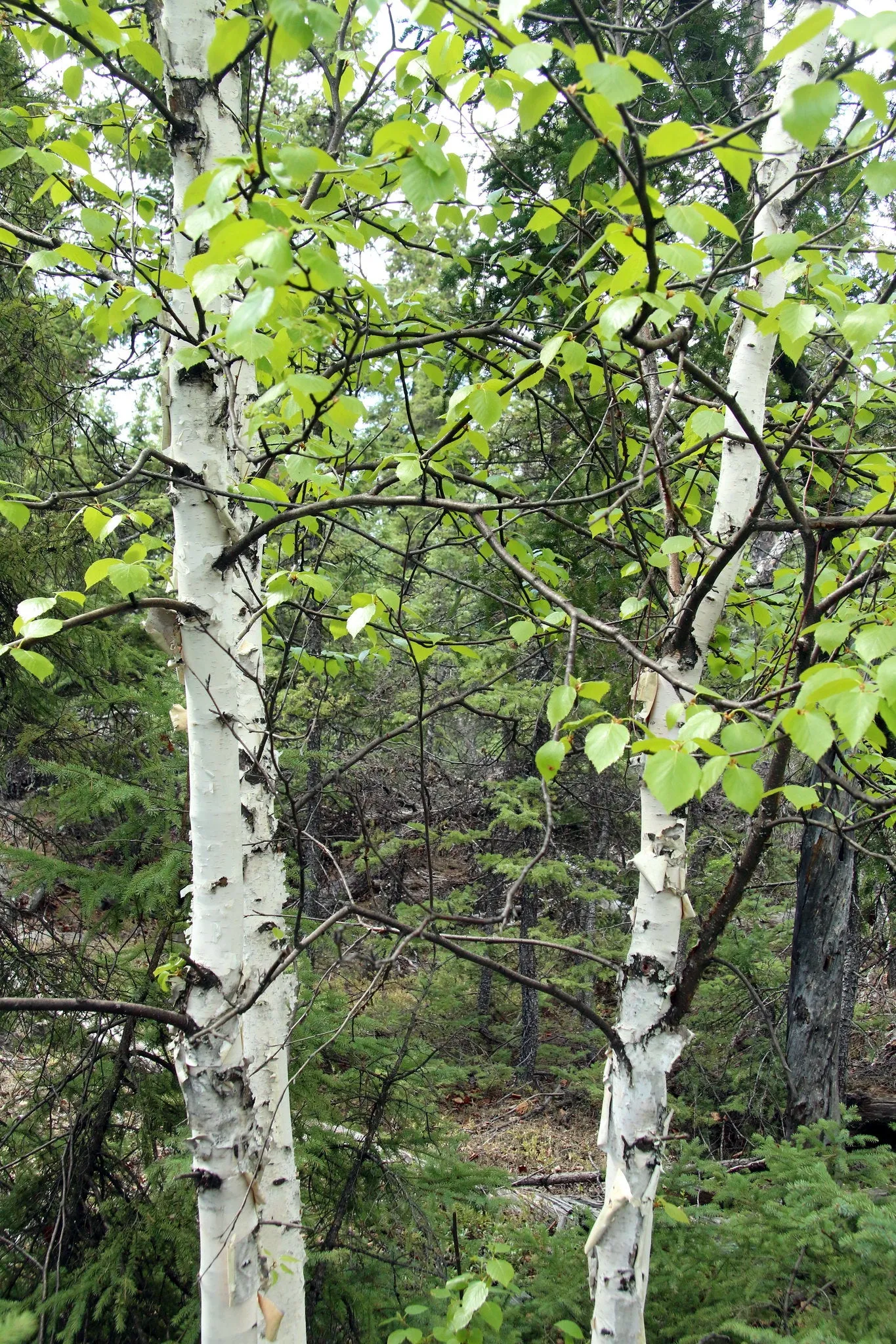 Paper Birch  Betula papyrifera   500 Seeds  USA Company