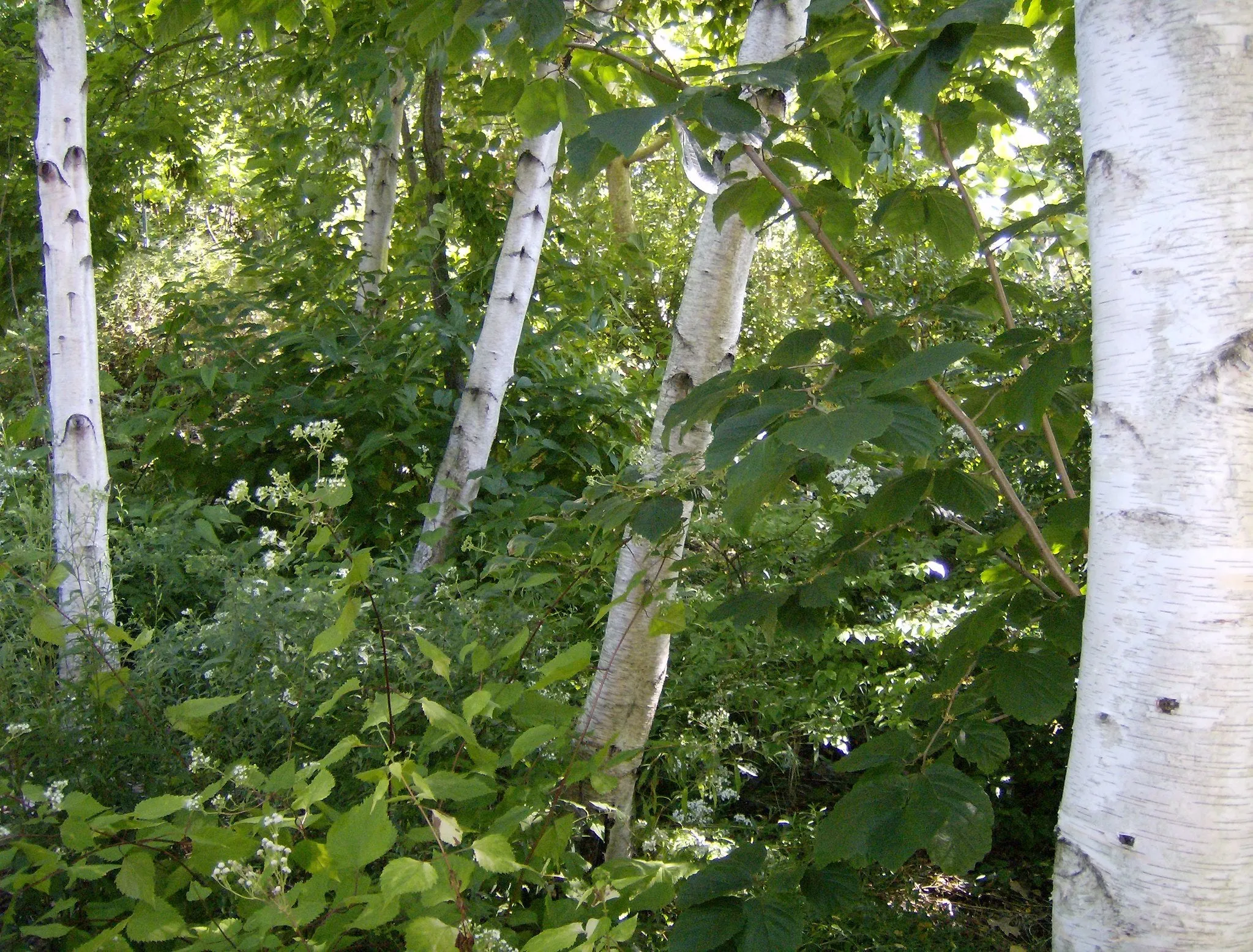 Paper Birch  Betula papyrifera   500 Seeds  USA Company