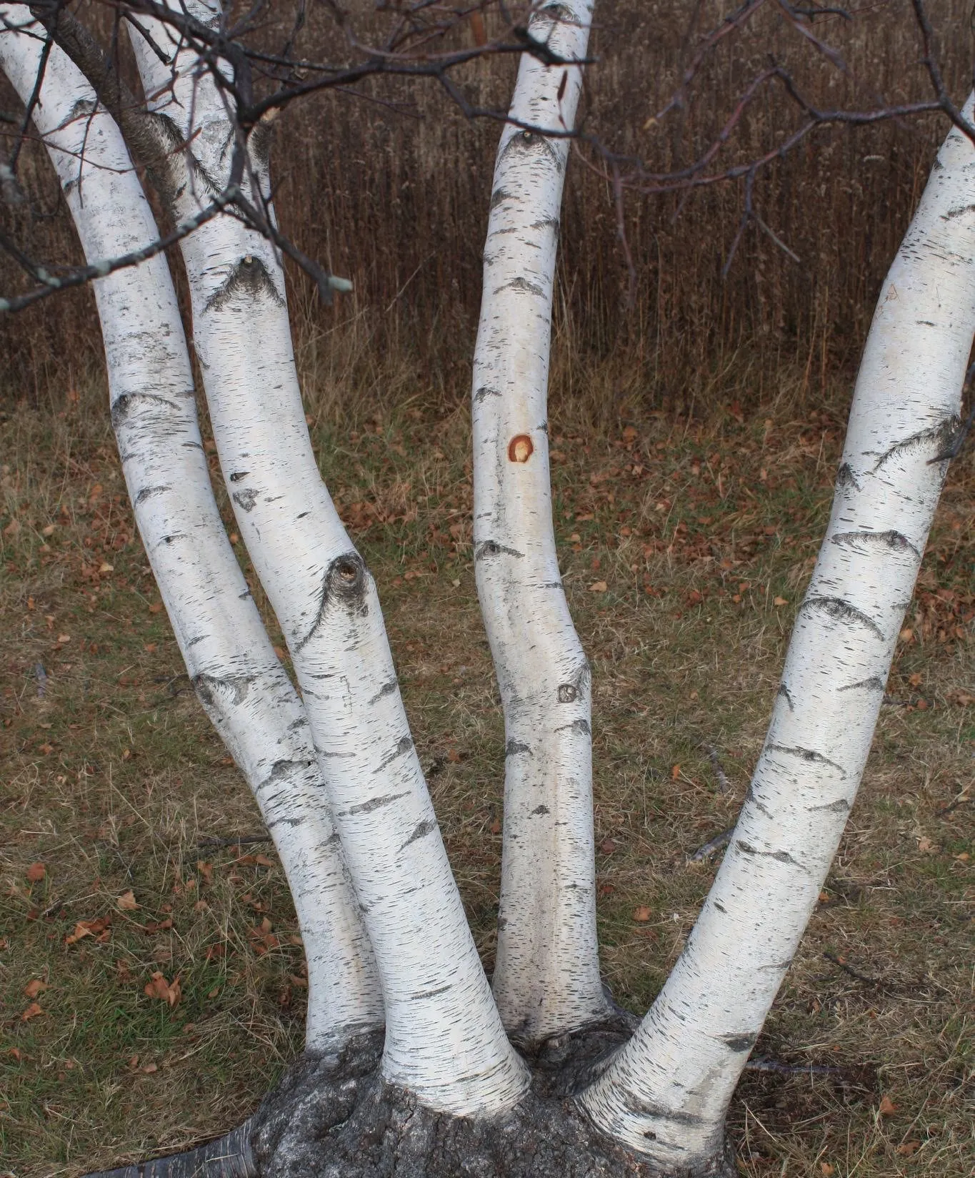 Paper Birch  Betula papyrifera   500 Seeds  USA Company