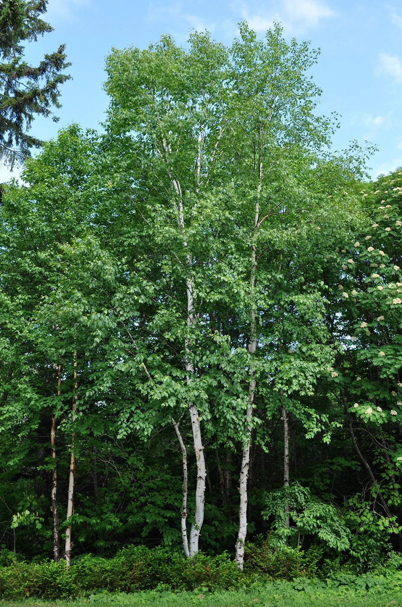 Paper Birch  Betula papyrifera   500 Seeds  USA Company