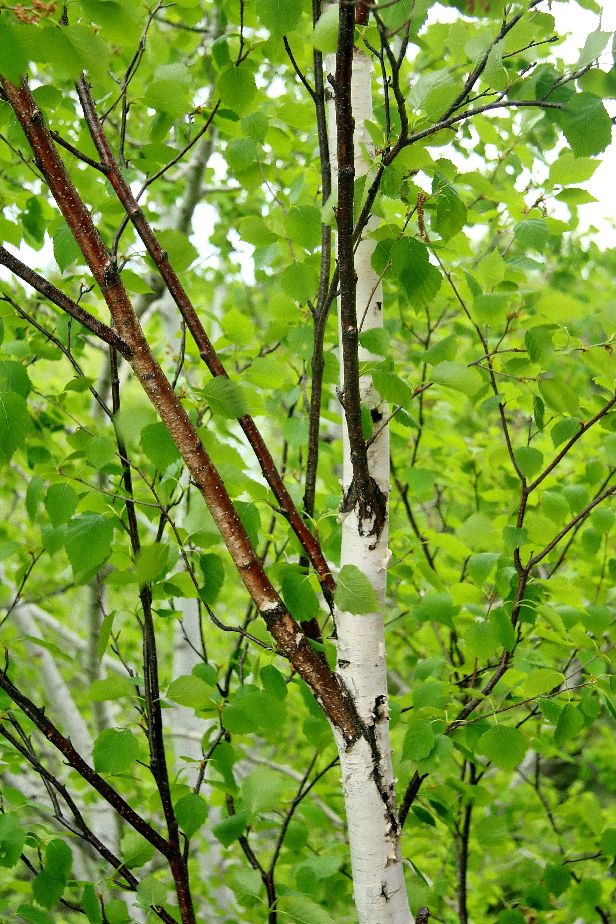 Paper Birch  Betula papyrifera   500 Seeds  USA Company