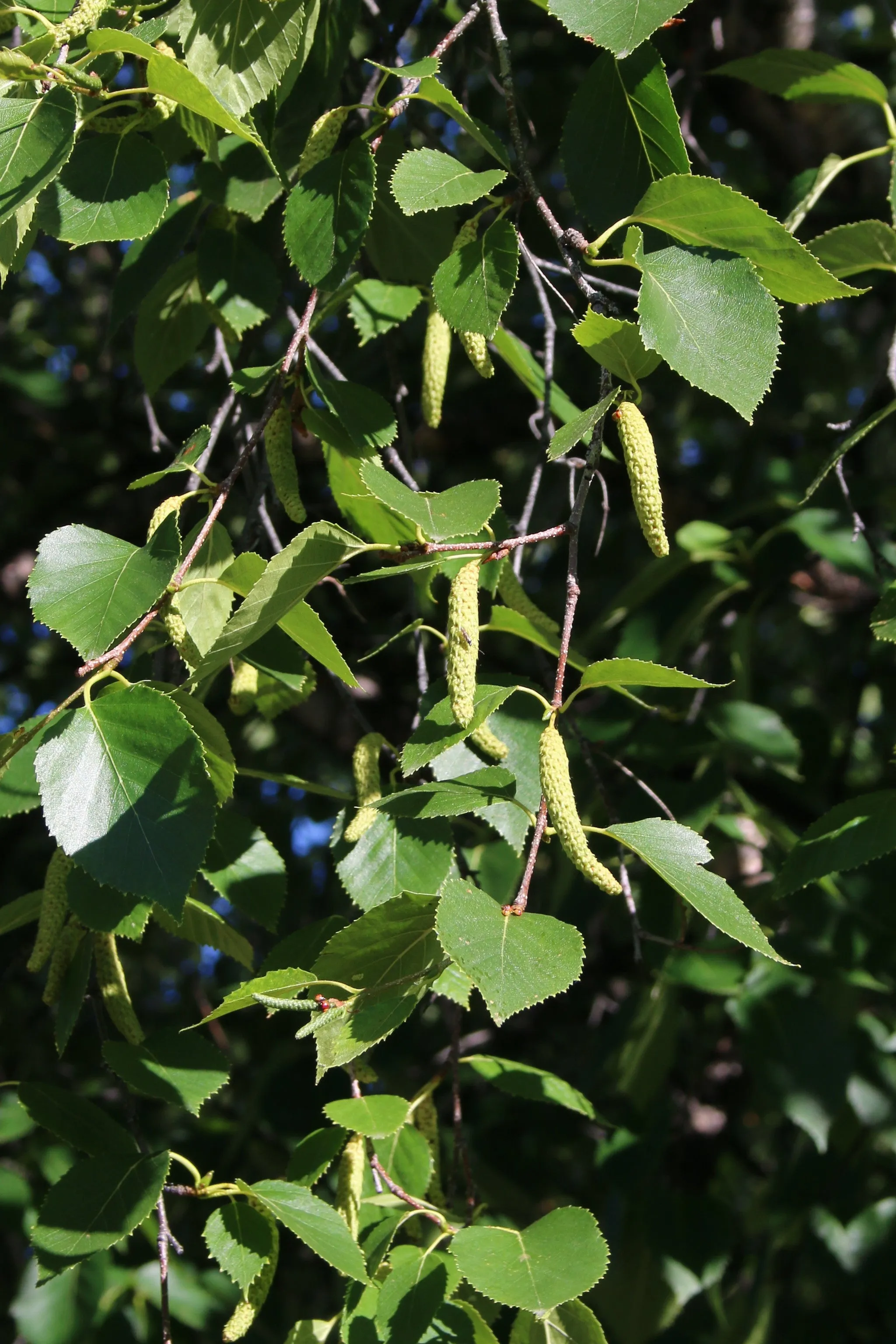 Paper Birch  Betula papyrifera   500 Seeds  USA Company