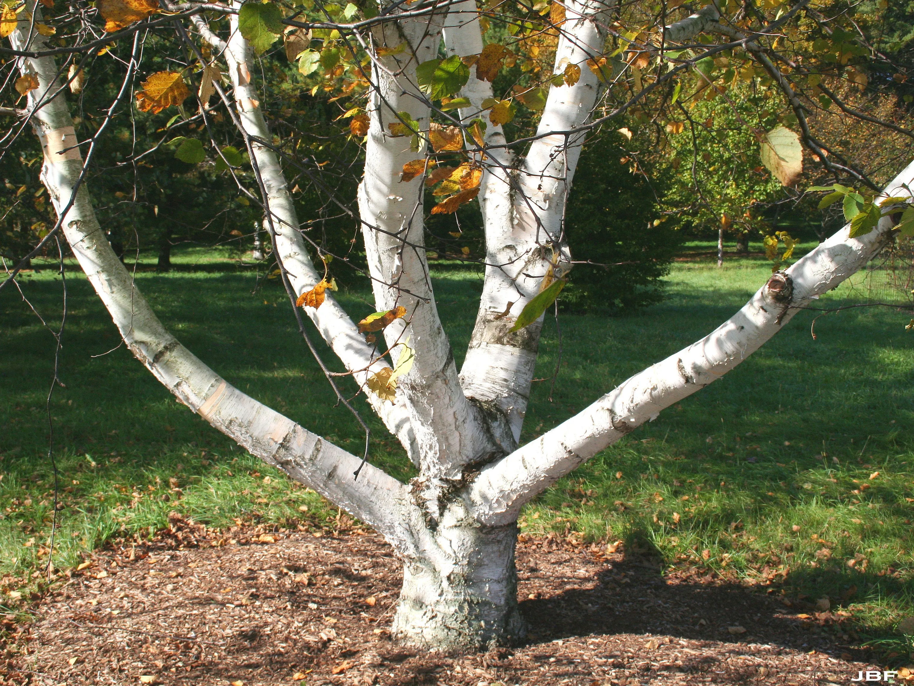 Paper Birch  Betula papyrifera   500 Seeds  USA Company